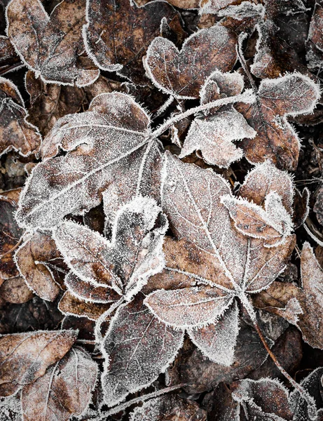 Frost Leaves Close — Stock Photo, Image