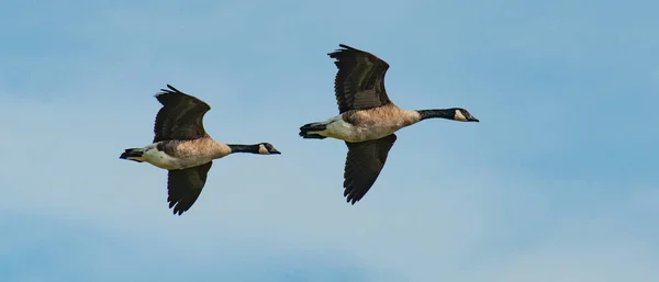 Flock Fåglar Som Flyger Himlen — Stockfoto