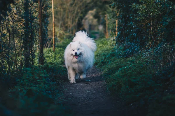 Hund Skogen — Stockfoto