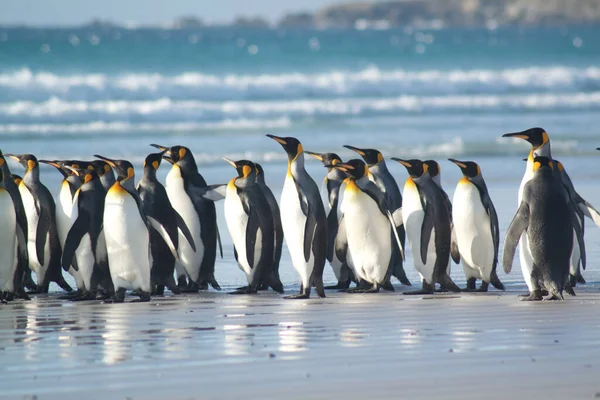Gentoo Penguins Stranden — Stockfoto