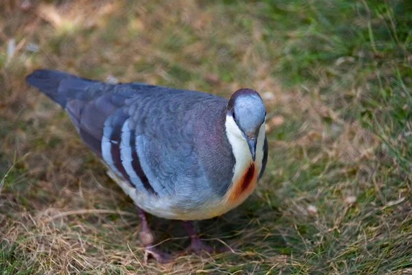 Nahaufnahme Eines Vogelpaares — Stockfoto