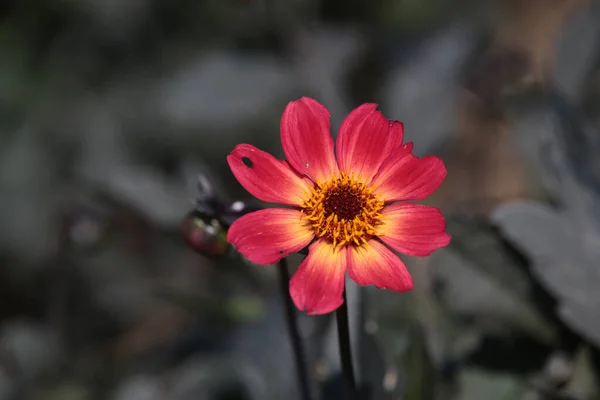 Όμορφα Λουλούδια Που Αναπτύσσονται Στον Κήπο Χλωρίδα — Φωτογραφία Αρχείου
