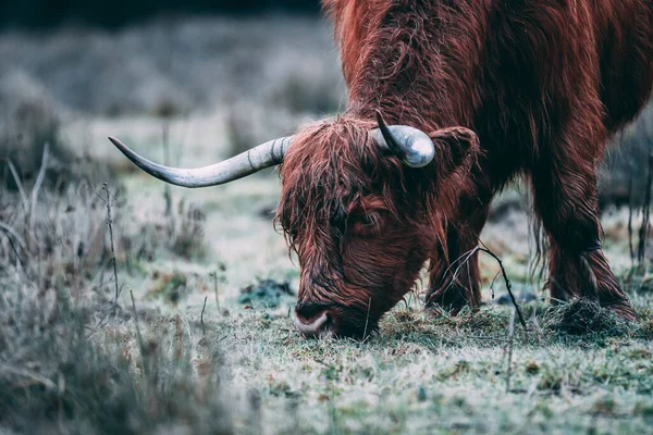 Primer Plano Una Vaca Campo — Foto de Stock