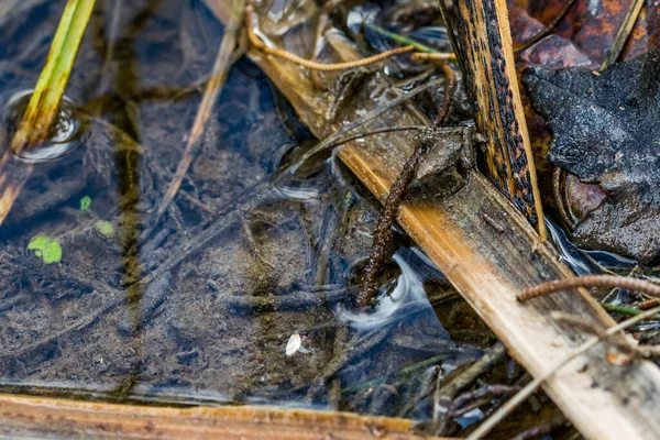 Close Van Een Vis Het Bos — Stockfoto