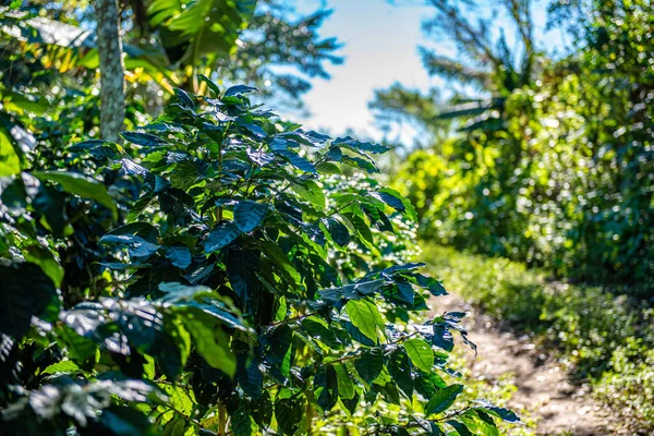 Hojas Verdes Árbol Bosque — Foto de Stock