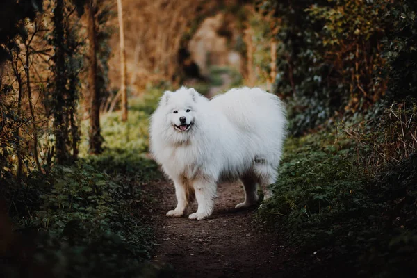 Vit Hund Skogen — Stockfoto