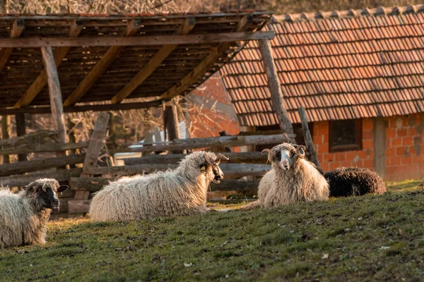 Schafe Auf Dem Hof — Stockfoto