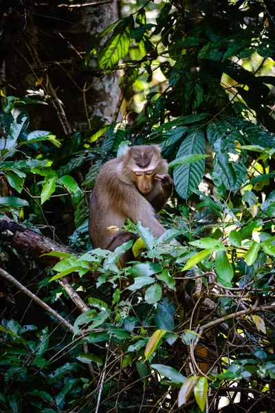 Macaco Selva — Fotografia de Stock