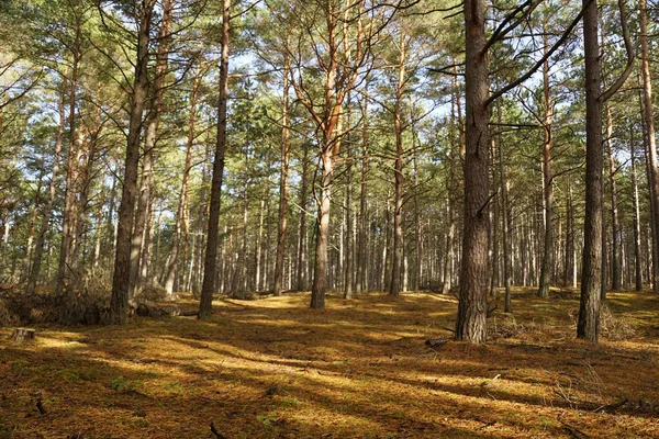 Vackert Landskap Med Träd Och Skog — Stockfoto