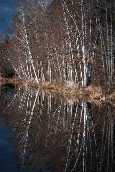 Ormanda Nehri Olan Güzel Bir Manzara — Stok fotoğraf