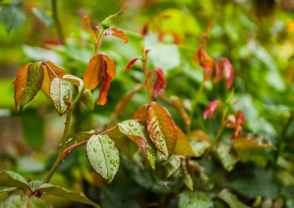 Herfst Bladeren Herfst Seizoen Flora — Stockfoto