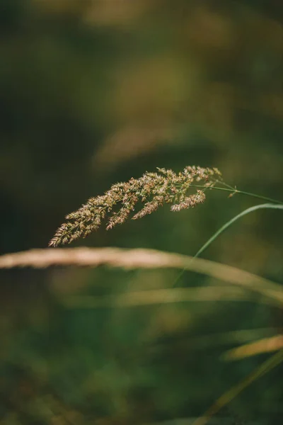 森の中の緑の草 — ストック写真