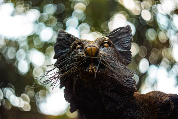 Primo Piano Colpo Simpatico Gatto Figura — Foto Stock