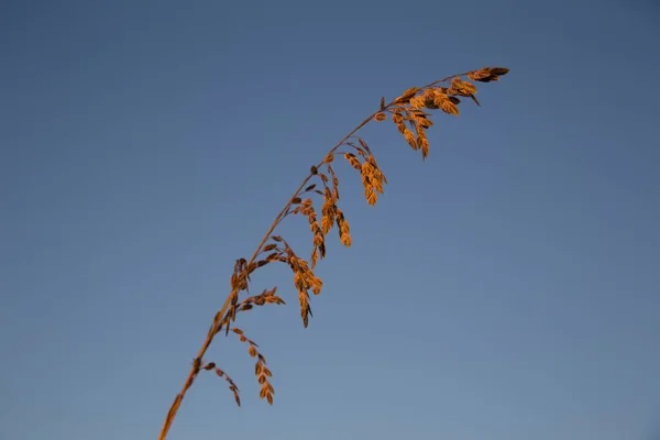 Hermosas Hojas Otoño Flora Naturaleza — Foto de Stock