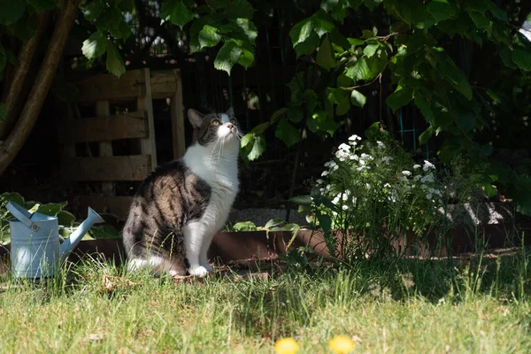 Katze Sitzt Auf Dem Gras — Stockfoto