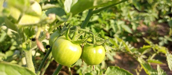 Tomates Verdes Creciendo Invernadero —  Fotos de Stock