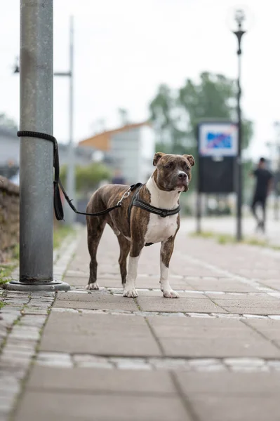 Cane Nel Parco — Foto Stock