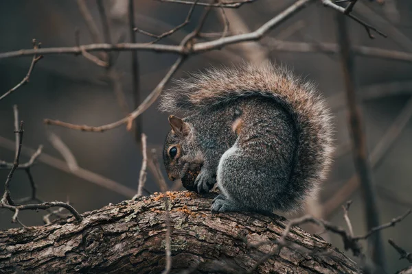 Eichhörnchen Wald — Stockfoto