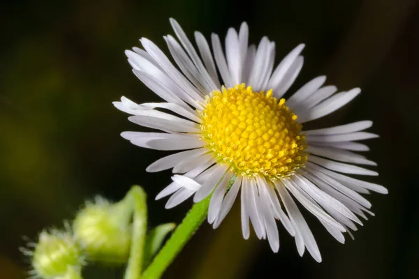 Белый Цветок Маргаритки Саду — стоковое фото