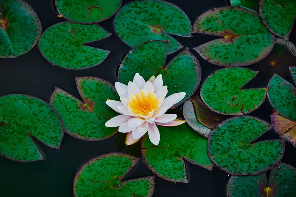 Bellissimo Fiore Loto Nello Stagno — Foto Stock