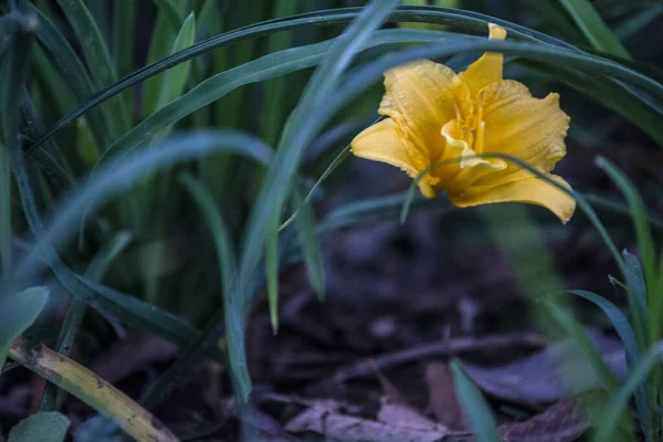 Hermosas Flores Jardín — Foto de Stock