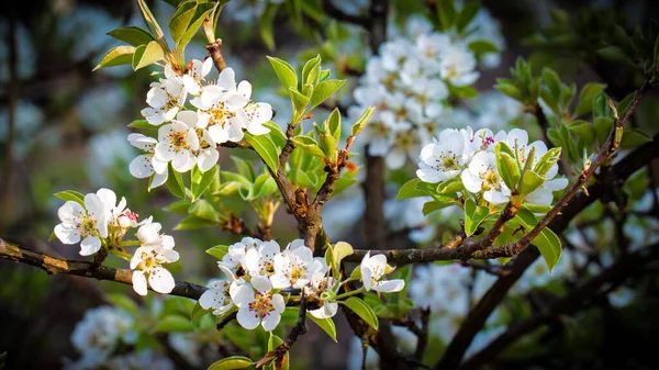 Квітуча Яблуня Білими Квітами Весняному Саду — стокове фото