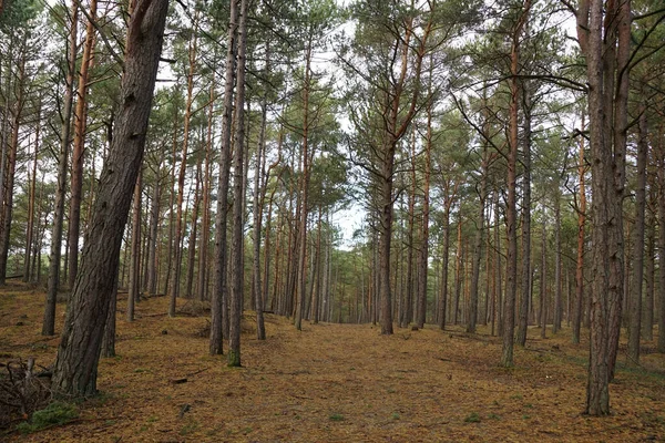 Vacker Höstskog Med Träd Och Gröna Blad — Stockfoto