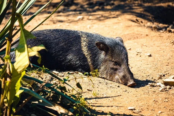 Tiro Close Jovem Cão Preto Branco — Fotografia de Stock