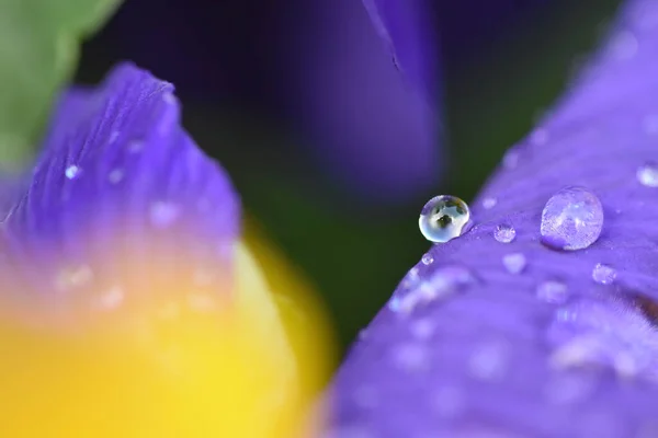 Beautiful Botanical Shot Natural Wallpaper — Stock Photo, Image