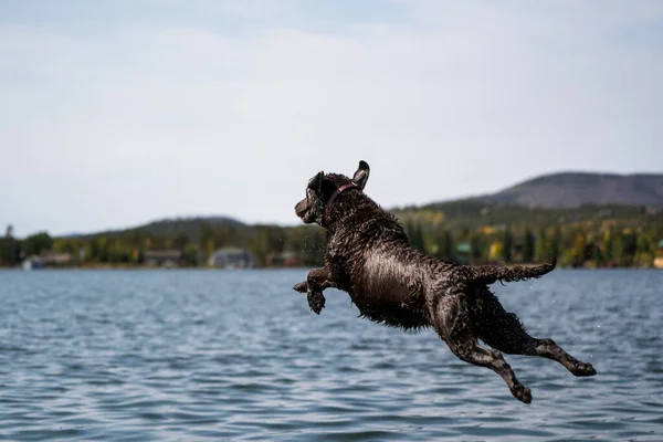 dog jump into the water