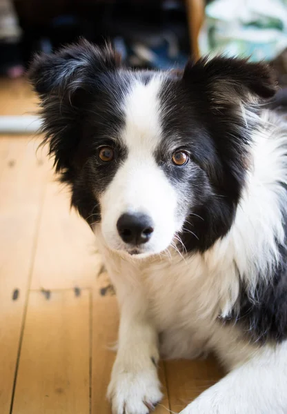 Câine Întins Podea Lemn Conceptul Animal Companie Drăguț — Fotografie, imagine de stoc