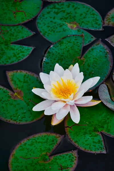 Piękny Kwiat Lotosu Stawie — Zdjęcie stockowe