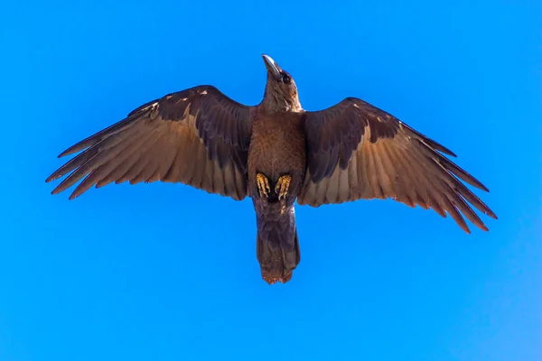 하늘을 아름다운 대머리 독수리 — 스톡 사진