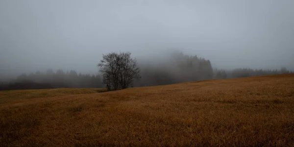Paesaggio Autunnale Con Alberi Nebbia — Foto Stock