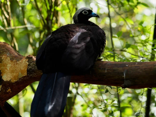 Zwart Wit Vogel Dierentuin — Stockfoto