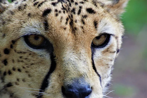 Close Cheetah — Stock Photo, Image