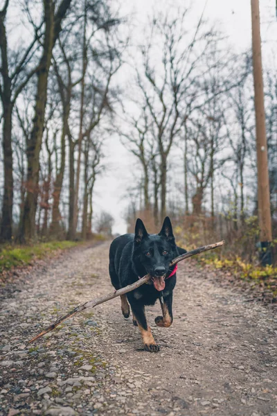 Retrato Hermoso Joven Perro — Foto de Stock