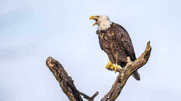 Bald Eagle Background Blue Sky — Stock Photo, Image