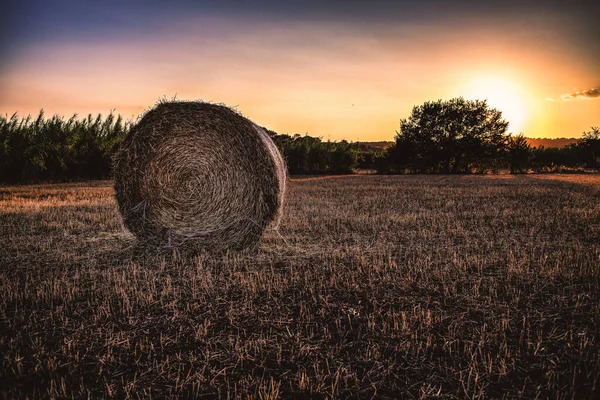 Fardos Feno Campo Tarde — Fotografia de Stock