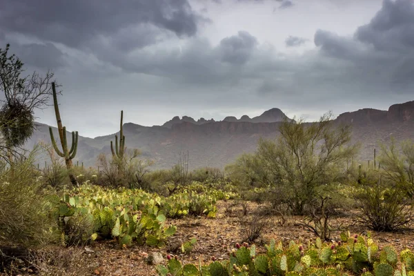 Beautiful Landscape Cactus Desert — Stock Photo, Image
