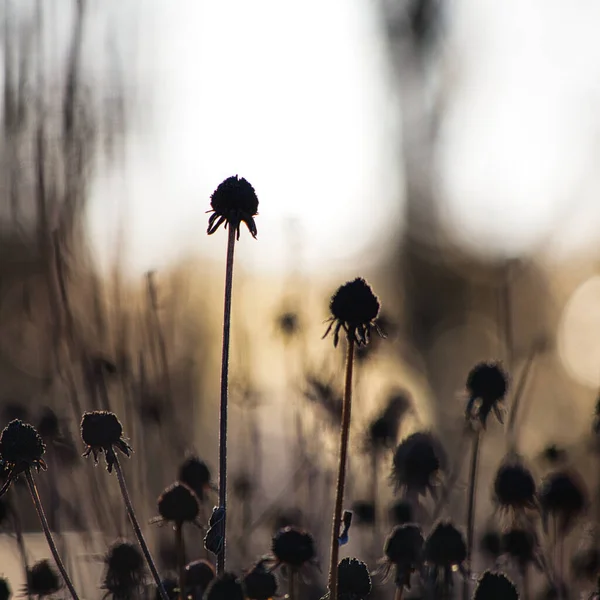 Piękne Kwiaty Polu — Zdjęcie stockowe