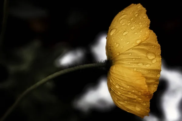 美しい植物画 自然壁紙 — ストック写真