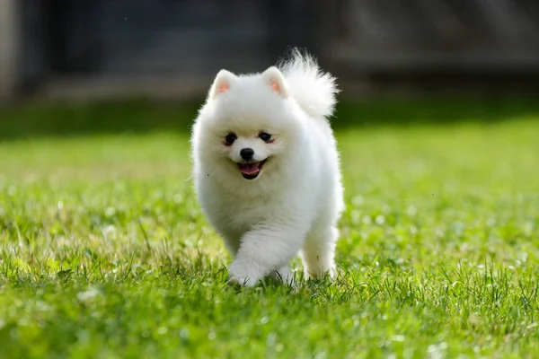 緑の草の上に白い同質の犬 — ストック写真