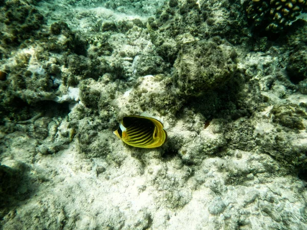 Podwodny Widok Piękną Tropikalną Rafę Koralową — Zdjęcie stockowe
