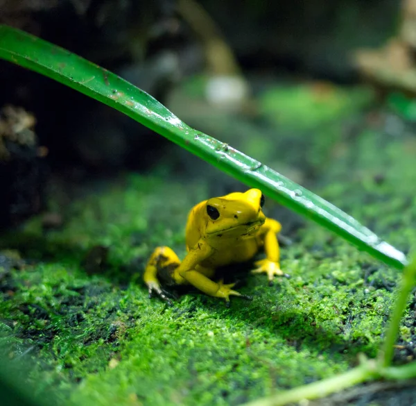 Verde Uma Árvore — Fotografia de Stock