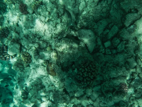 Абстрактний Барвистий Фон Риби Коралів Водоростей Космічна Фотографія Текстури — стокове фото