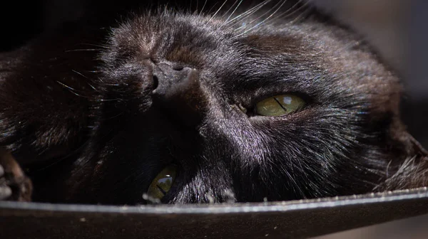 Gatto Nero Con Gli Occhi Grandi — Foto Stock