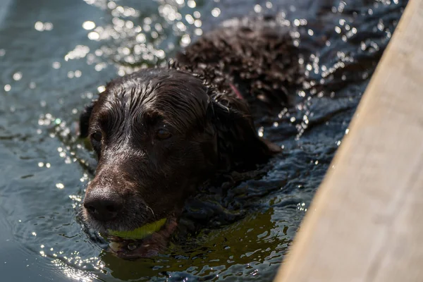 Dog Water — Stock Photo, Image