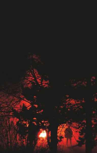 Silhouette Albero Con Tramonto Rosso — Foto Stock