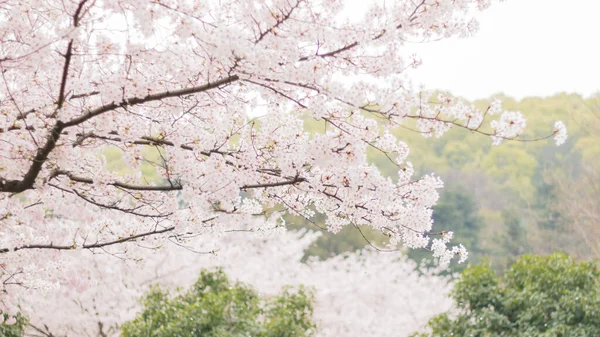 Gyönyörű Virágzó Sakura Tavasszal — Stock Fotó